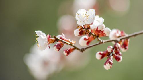春分壁纸图片 春分背景图