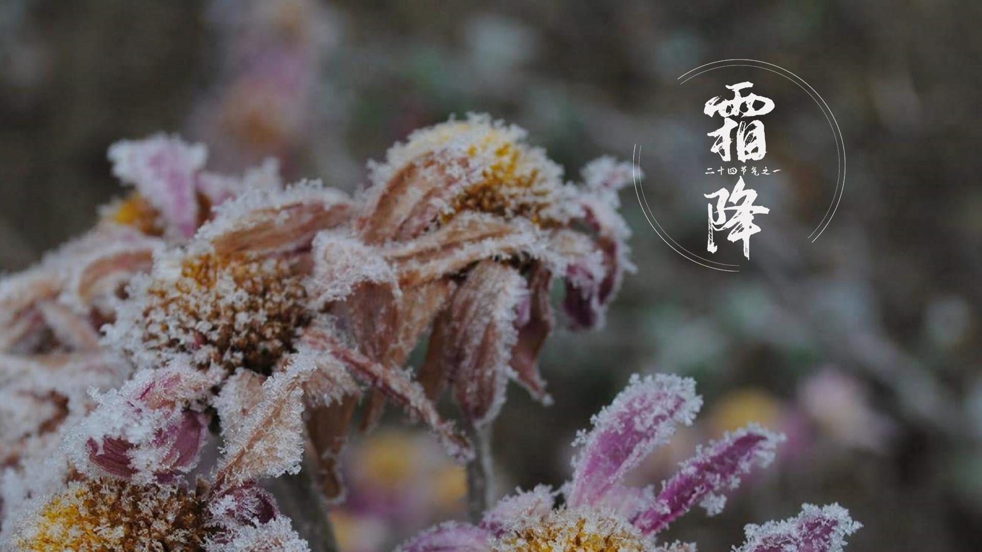 霜降节气经典电脑桌面高清壁纸图片