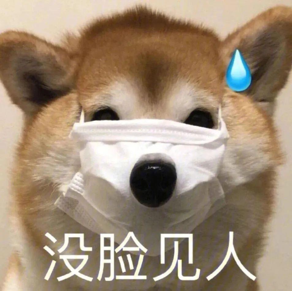 2022可爱的猫咪狗狗表情包带字图片大全