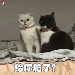 2022聊天必备的可爱表情包动图gif