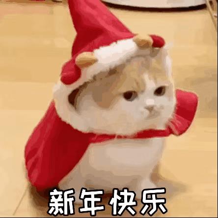 2022拜年回复表情包 可爱猫咪拜年表情包动图