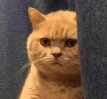 暗中观察的橘猫表情包_橘猫偷看的表情包