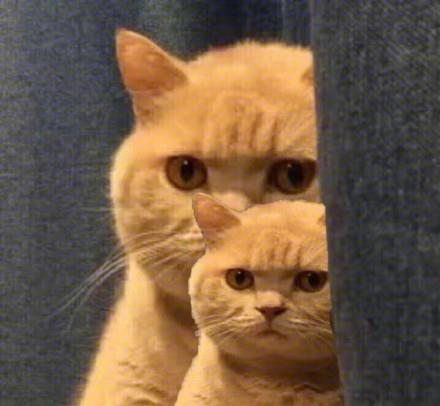 暗中观察的橘猫表情包_橘猫偷看的表情包