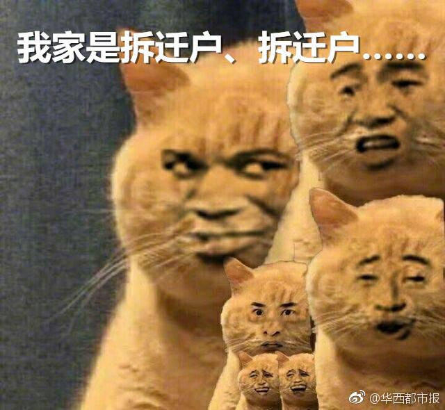 暗中观察的橘猫表情包_橘猫偷看的表情包