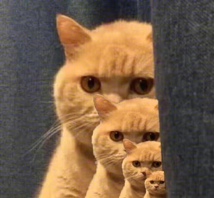 暗中观察的橘猫表情包_橘猫偷看的表情包