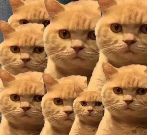 暗中观察的橘猫表情包_橘猫偷看的表情包
