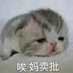 喵星人动态表情|喵喵喵表情