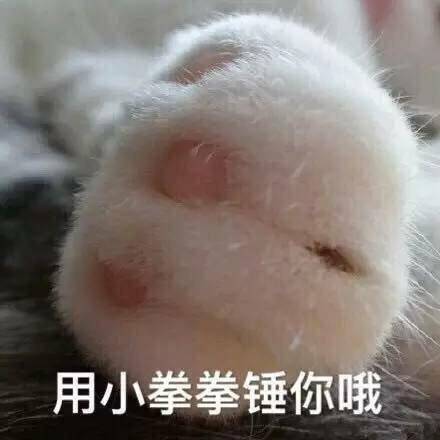喵星人动态表情|喵喵喵表情