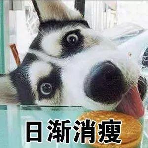 哈士奇的表情包|哈士奇图片搞笑表情包