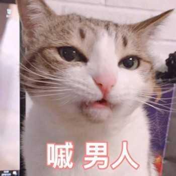 萌宠表情包_超可爱萌宠表情包动态
