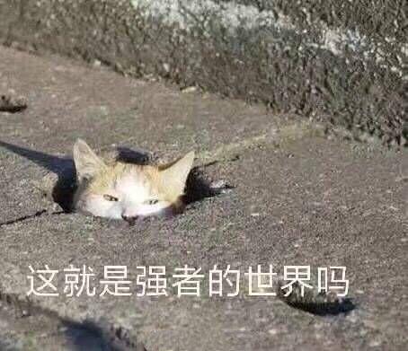 萌宠表情包_超可爱萌宠表情包动态