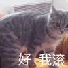 萌宠表情包_超可爱萌宠表情包动态