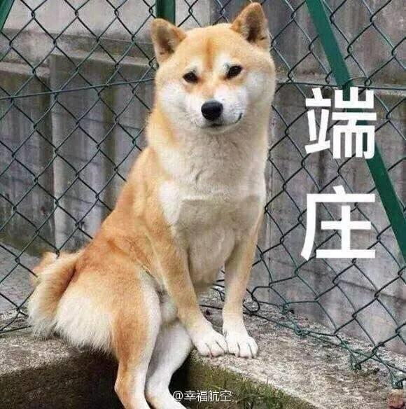 萌宠表情包_超可爱萌宠表情包动态