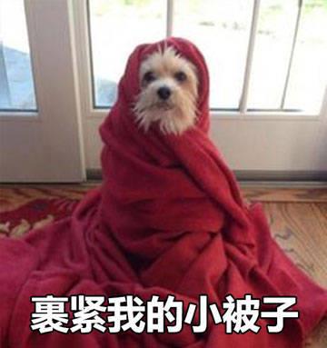 裹紧小被子表情包|裹紧小被子表情包老实无辜