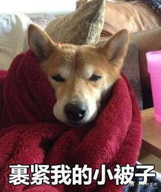 裹紧小被子表情包|裹紧小被子表情包老实无辜