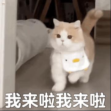 微信聊天超好用的表情包图片带字动态图