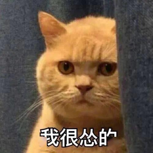 橘猫微信万能表情包图片大全