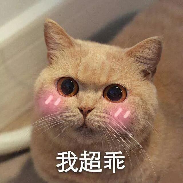 橘猫微信万能表情包图片大全