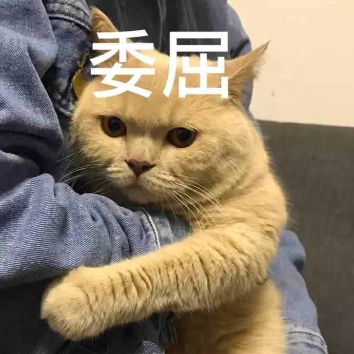 橘猫微信万能表情包图片大全