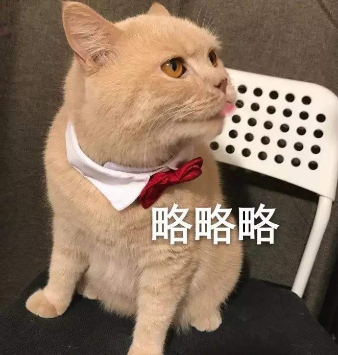 橘猫微信万能表情包图片大全