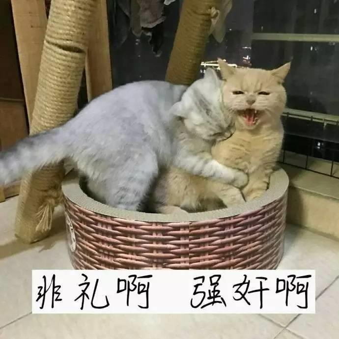 橘猫微信万能表情包图片大全