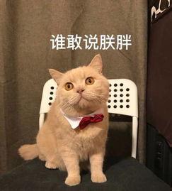 橘猫微信万能表情包图片大全