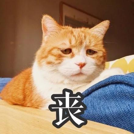 桑心小橘猫微信表情包图片