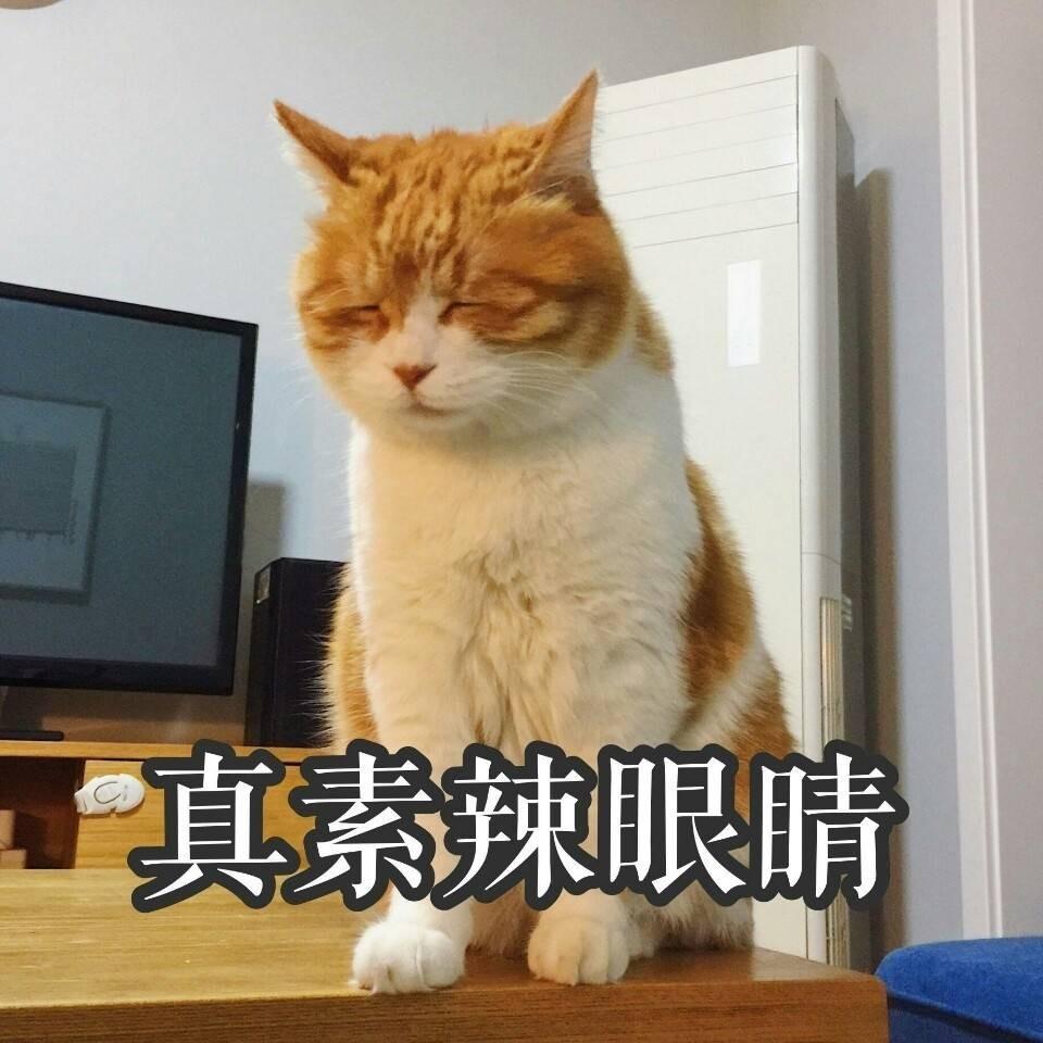 桑心小橘猫微信表情包图片