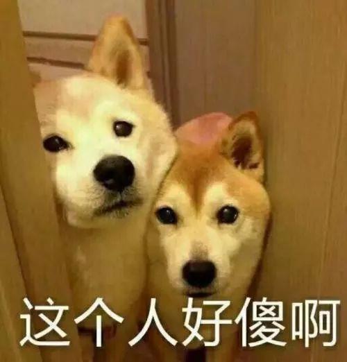 搞笑狗子合集表情包图片