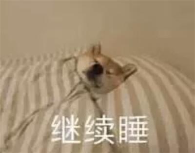 搞笑狗子合集表情包图片