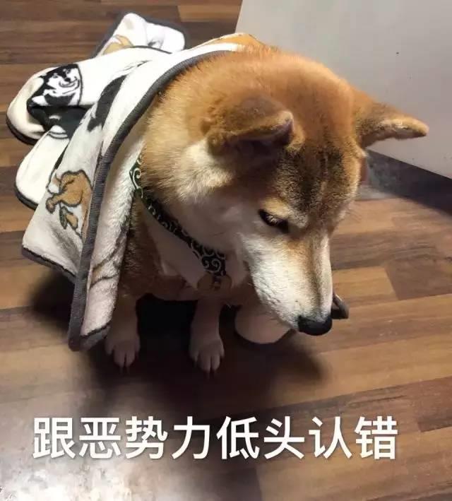 搞笑狗子合集表情包图片