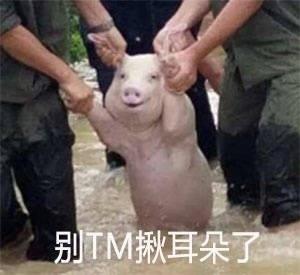 洪水后被救的猪搞笑微信表情包