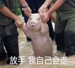 洪水后被救的猪搞笑微信表情包