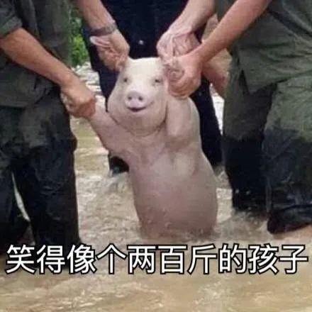 洪水后被救的猪搞笑微信表情包
