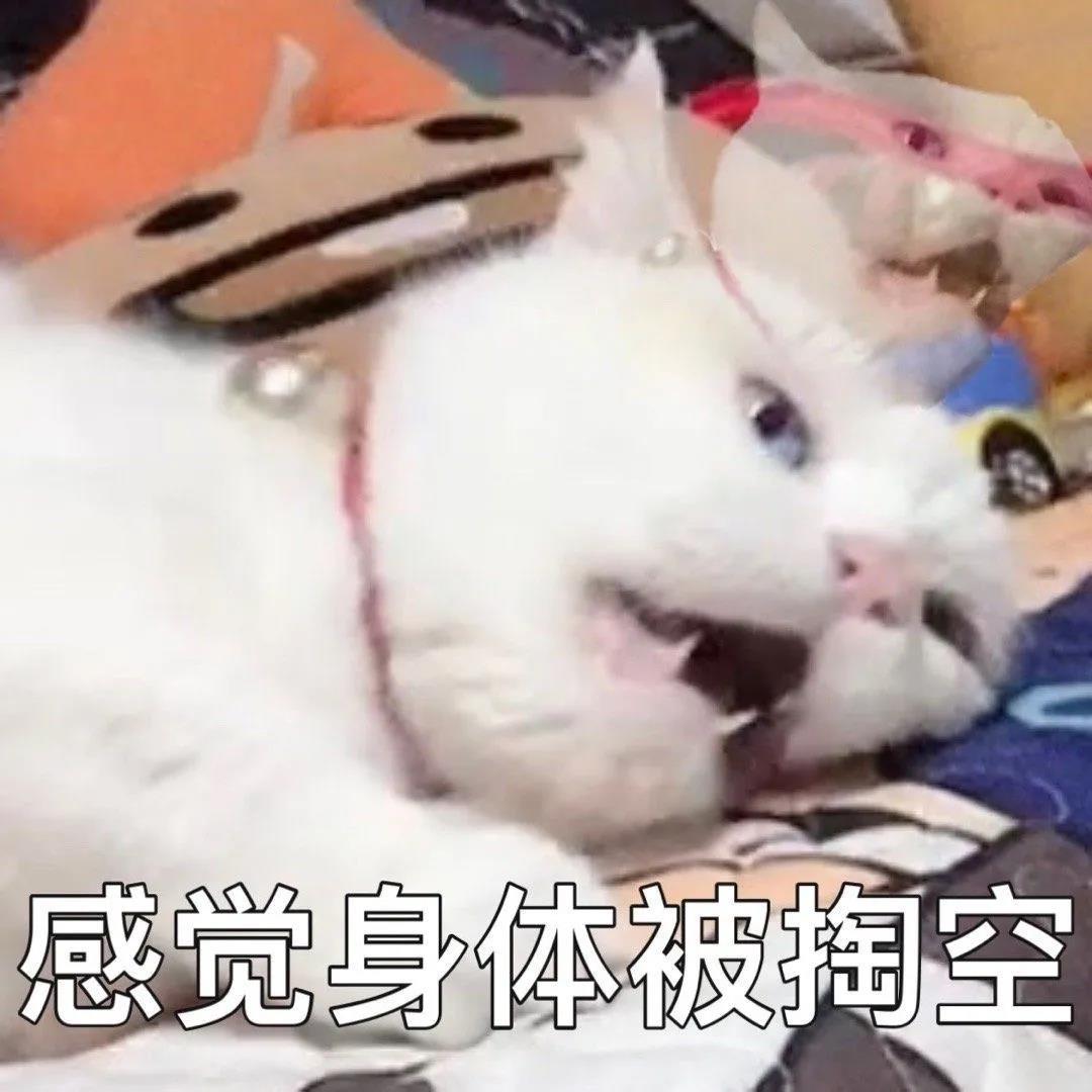 微信必备的猫咪狗狗表情包图片带字