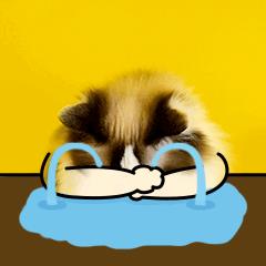 我太难了难过哭泣猫咪GIF动图表情包图片