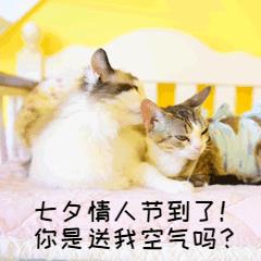 七夕营销准备礼物萌宠猫GIF表情包图片