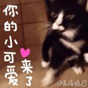 喵星人动态表情包图片