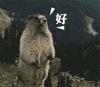 土拨鼠大叫表情包图片