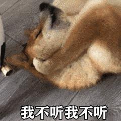 表情包斗图怎么能少得了好玩的狗狗带字gif图片