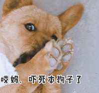 狗子表情包图片|汪星人可爱搞笑日常