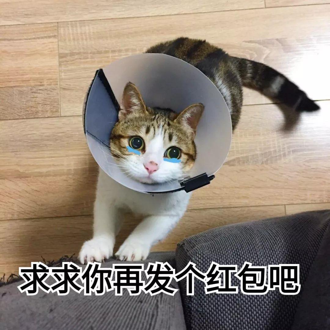 微信要红包表情包图片合集，超好用的