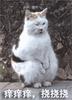 沙雕动物登场！猫猫狗狗表情包动图GIF图片