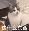 沙雕动物登场！猫猫狗狗表情包动图GIF图片