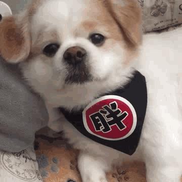 呆萌狗狗图片 呆萌狗狗表情图片大全可爱