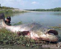 世界上最大的巨型鲶鱼图