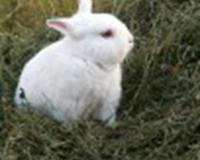 世界上最萌的兔子公主图片
