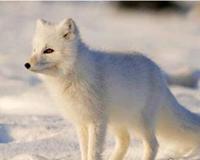 北极狐世界上最漂亮的狐狸图片