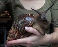 最大的蜗牛有多大 图片