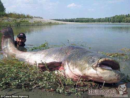 世界上最大的巨型鲶鱼图